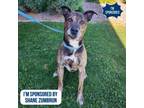 Adopt Dodger a Mixed Breed
