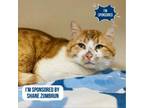 Adopt Banksy a Domestic Short Hair