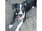 Adopt Granger a Border Collie, Chocolate Labrador Retriever
