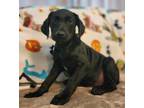 Adopt Blake a English Pointer, Labrador Retriever
