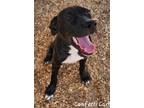 Adopt Confetti Carl a Labrador Retriever, Terrier