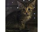 Adopt SCFL-Stray-sc612 a Domestic Short Hair