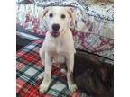 Adopt 4th of July Litter: INDY a Great Pyrenees, Australian Cattle Dog / Blue