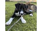 Adopt Bo a Boxer, Shepherd