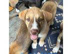 Adopt Baxter a Boxer, Shepherd
