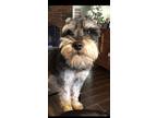Ranger, Schnauzer (miniature) For Adoption In Broken Arrow, Oklahoma