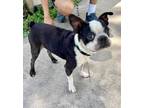 Adopt Percy a Boston Terrier