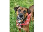 Adopt Panama a Hound