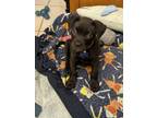 Adopt Nugget Sauce a Pit Bull Terrier