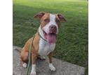 Adopt Milkshake a Pit Bull Terrier