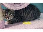 Zada, Manx For Adoption In Battle Ground, Washington