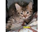 Zaden, Manx For Adoption In Battle Ground, Washington