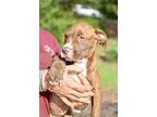 Rosalie, American Staffordshire Terrier For Adoption In Birmingham, Alabama
