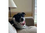 Jack, Jack Russell Terrier For Adoption In Effingham, Illinois