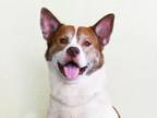 Adopt BOSS a Akita