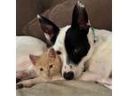Adopt Jensen a Australian Cattle Dog / Blue Heeler
