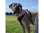 Adopt Thor a Mastiff