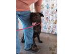 Wally / Bear, Labrador Retriever For Adoption In Opelousas, Louisiana