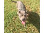 Adopt Brewster a Pit Bull Terrier
