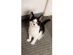 Finn, Domestic Shorthair For Adoption In Selma, North Carolina