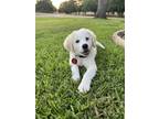 Adopt 24-065 Quincy a Australian Shepherd, Hound
