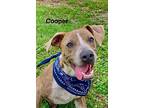 Cooper, Staffordshire Bull Terrier For Adoption In Maryville, Tennessee