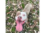 Marco, American Pit Bull Terrier For Adoption In Mt. Gilead, Ohio