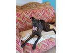 Loreto, Labrador Retriever For Adoption In Langley, British Columbia