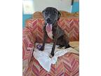 Lupi, Labrador Retriever For Adoption In Langley, British Columbia