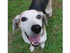 Adopt Gus a Coonhound, Hound