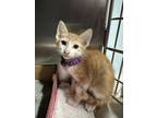 Adopt Vance a Domestic Short Hair