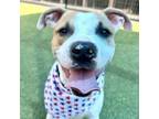 Adopt Cheese a Pit Bull Terrier