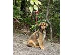 Adopt Wyatt a Great Pyrenees