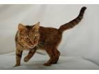 Hattie, Domestic Shorthair For Adoption In Toccoa, Georgia