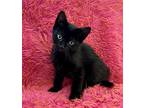 Persimmon, Bombay For Adoption In New York, New York