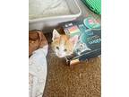 Ralphie, American Shorthair For Adoption In Lafayette, Colorado