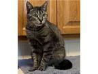 Cuddles, American Shorthair For Adoption In Bethel, Connecticut