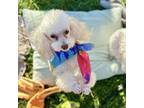 Adopt Kyo a Poodle