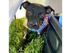 Adopt Sparky a American Staffordshire Terrier, Mixed Breed