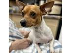 Adopt Kenzo a Rat Terrier, Mixed Breed