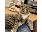 Adopt Tiger a Domestic Short Hair