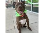 Adopt Graham a Pit Bull Terrier