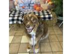 Adopt Henry a Australian Shepherd