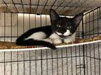 Lots Of Kittens, Domestic Shorthair For Adoption In Milwaukee, Wisconsin