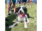 Adopt Xylo a Standard Poodle, Border Collie
