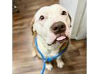Adopt Roman a Pit Bull Terrier, Hound
