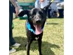 Adopt Fleming a Shepherd, Mixed Breed