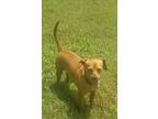 Not Charming, Dachshund For Adoption In Blanchard, Oklahoma