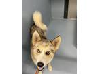 Adopt Cain a Husky