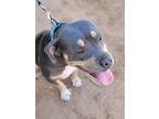 Shugga, American Pit Bull Terrier For Adoption In Crosbyton, Texas